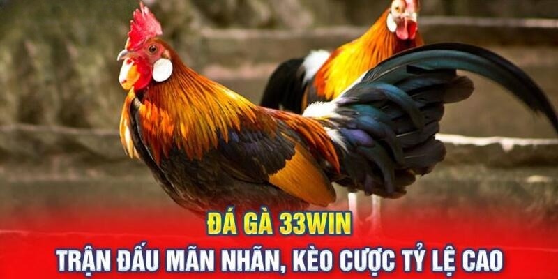 Những thông tin thú vị về sảnh đá gà 33WIN